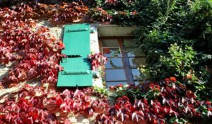 Façade d'une maison avec du lierre et des volets bleus